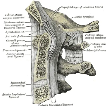 Figure 16 : Coupe sagittale entre l’occiput et les premières vertèbres cervicales. W.H