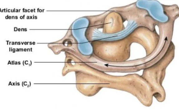 Figure 17 : Représentation de l’articulation entre l’atlas et l’axis -  Linkedln Corporation, 2012