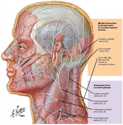 Figure 21 : Illustration des branches du plexus cervical (légende en mauve) - G.L. TODD, 2015