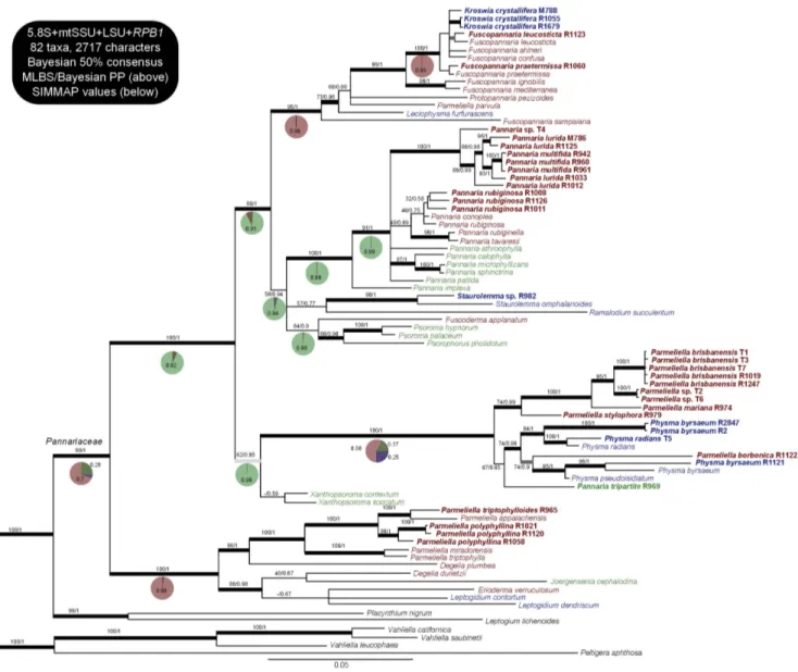 Figure 1. Phylogenetic relationships in the family Pannariaceae, based on the 50% Bayesian consensus tree of the analysis on 4 loci (5.8S, LSU, mtSSU, RPB1 )