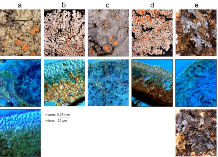 Figure 3. Selected pictures of studied Pannariaceae. Column, from left to right: a: tripartite R969, b: pannarioid Parmeliella mariana, c: