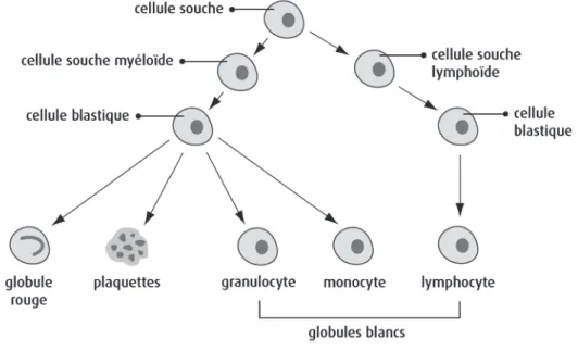 Figure 3: Développement des cellules sanguines (F3) 