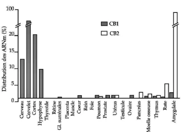 Figure  4  :  Répartition  des  récepteurs  CB 1   et  CB 2   dans  l'organisme  en  fonction  du  %  en  ARNm  correspondant retrouvé (6) 