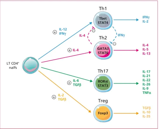 Figure 7 : Capacité de différenciation des lymphocytes T naïfs en lymphocytes T auxiliaires  (« helper ») de type Th1, Th2, Th17 et en lymphocytes T régulateurs et profils respectifs de  sécrétion  de  cytokines  –  d’après  Boschetti,  G