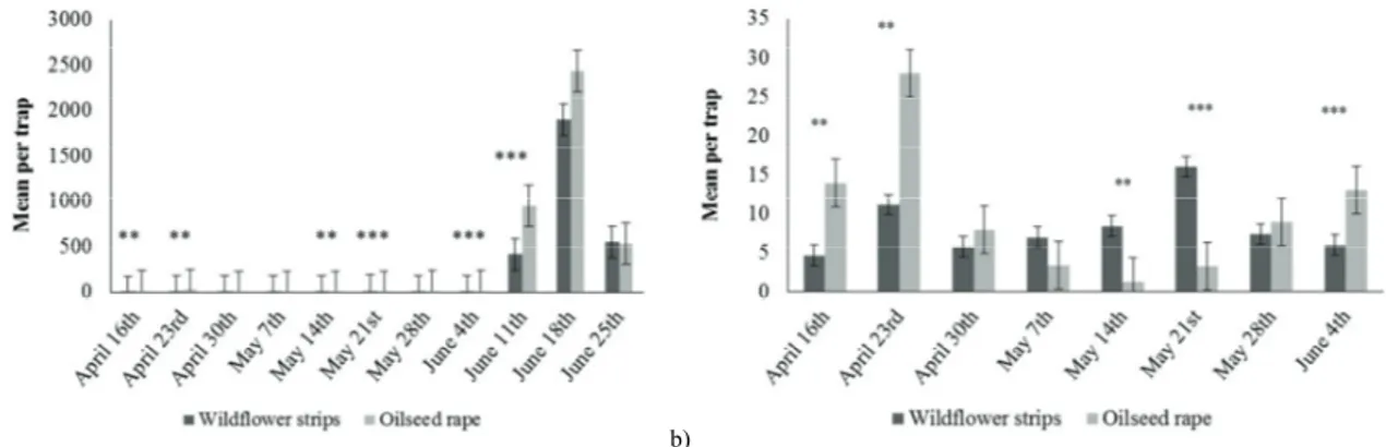 Fig. 3. Mean number (with Mean Standard Error bars) of Meligethes spp. per trap in the wildflower strips and oilseed rape during the whole  trapping period (a) and with a focus on the first weeks (b)