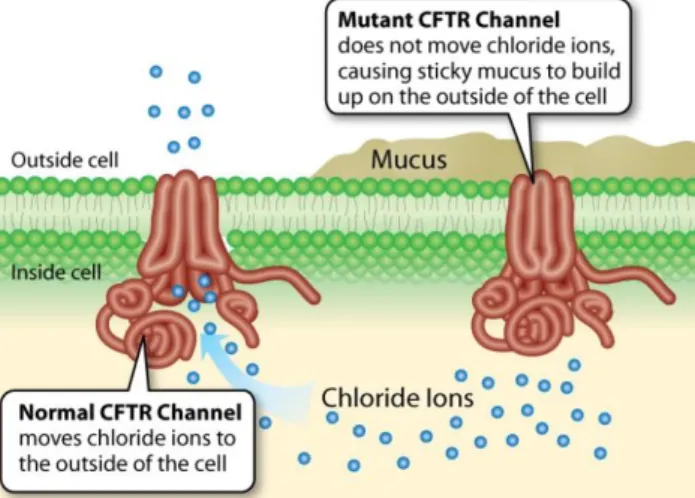 Figure 1. Protéine CFTR défectueuse dans la  mucoviscidose à l’origine d’un mucus épaissit