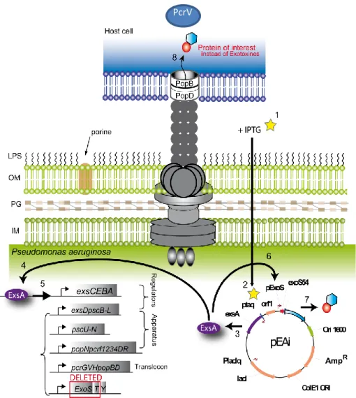 Figure  4.  Système  de  sécrétion  de  type  3  de  Pseudomonas  aeruginosa  ressemblant  à  une  « micro  seringue »  avec  à  son  sommet  les  protéines  PcrV  et  PopB