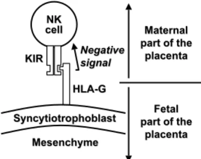 Fig. 1. HLA-G. HLA-G may inhibit cytolytic activity of NK cells by binding their KIR receptors (modified from Thellin et al., 2000).