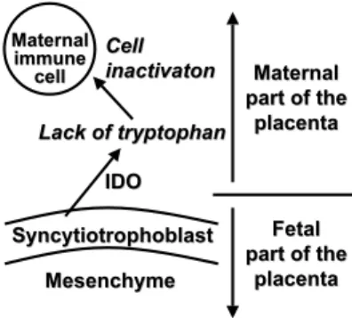 Fig. 6. Annexin II. The Annexin II secreted by the placenta could inhibit lymphoproliferation and secretion of maternal immunoglobulins (modified from Thellin et al., 2000).