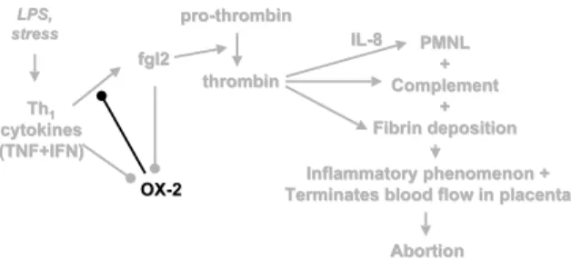 Fig. 7. OX-2 and fgl2. In dark: during normal pregnancy, trophoblastic OX-2 inhibits fgl2 expression