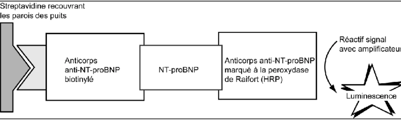 Figure 12 : Immunodosage du NT-proBNP par le système immunodiagnostic VITROS 5600. 
