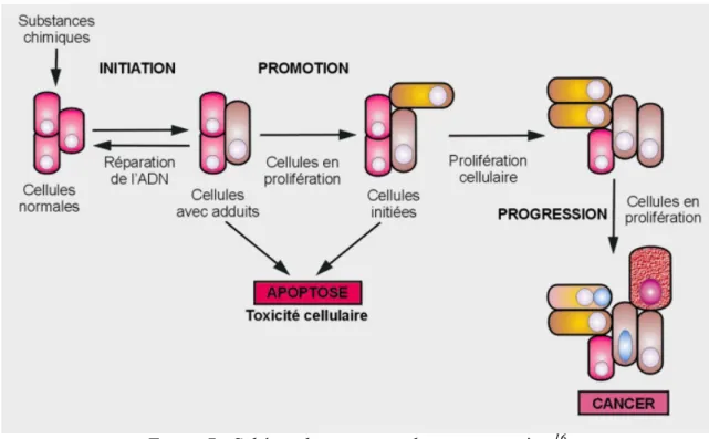 Figure 7 : Schéma du processus de cancerogenèse  16