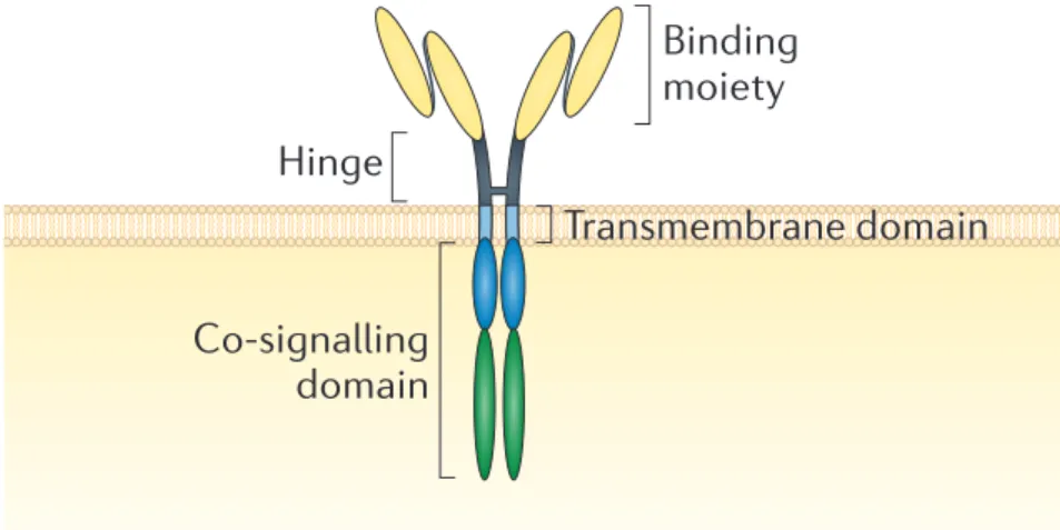 Figure 10 : Structure d’un récepteur d’antigène chimérique  52