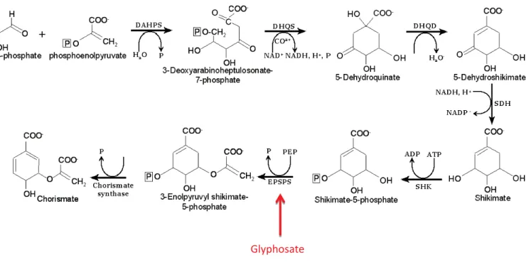 Figure 10 : Localisation of the glyphosate action in the shikimate pathway, adapted from Dosselaere et Vanderleyden  2001  