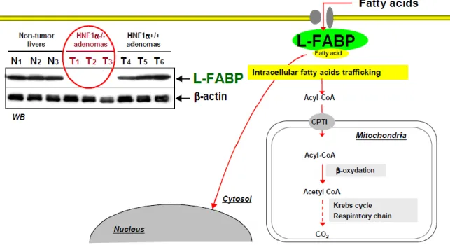 Figure 30: Rôle de LFABP et trafic intra-cellulaire des acides gras dans les AH du sous-type1