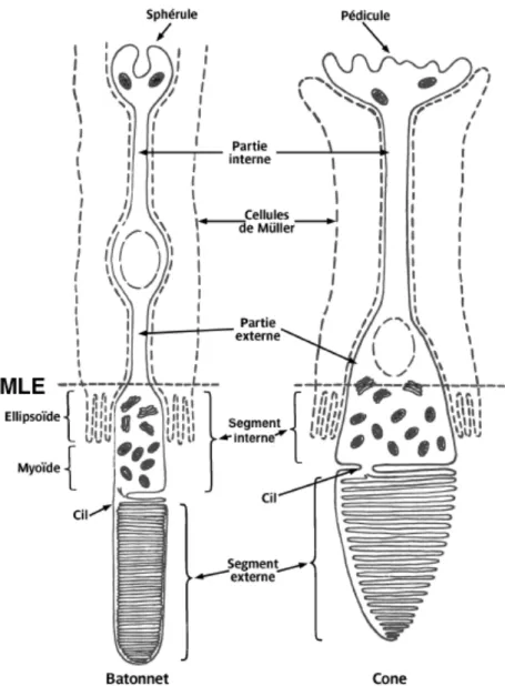 Figure 4. Schéma des photorécepteurs. Parties de cellule de Müller (lignes pointillées)  en  contact  avec  les  cônes  et  les  bâtonnets,  d’après  J