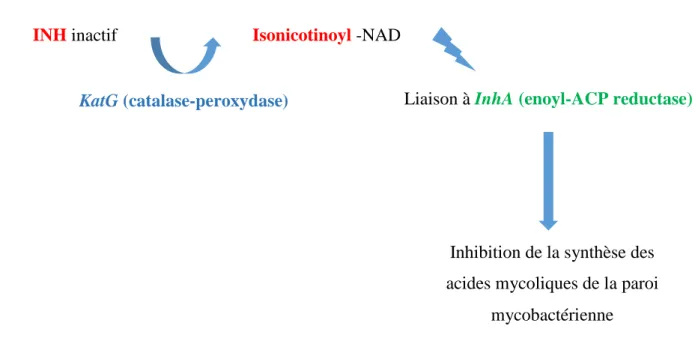 Figure 13 : Schéma du mécanisme d'action de l'isoniazide 