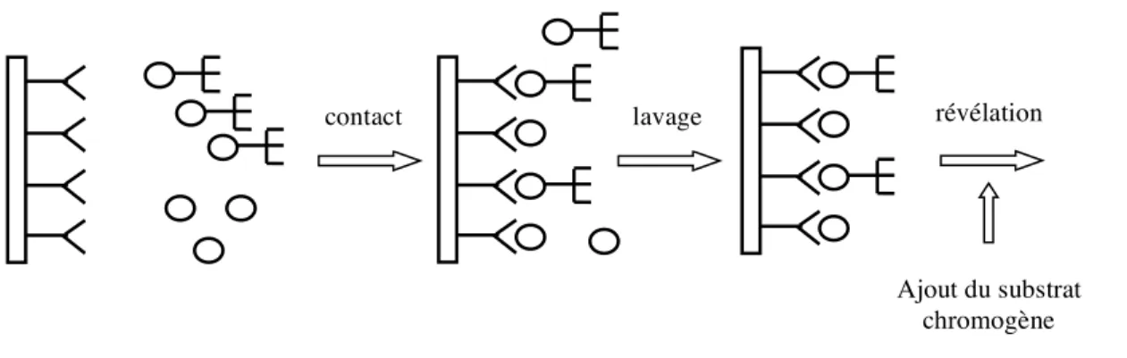 Figure 2.  Principe du dosage d’un antigène par ELISA compétition 