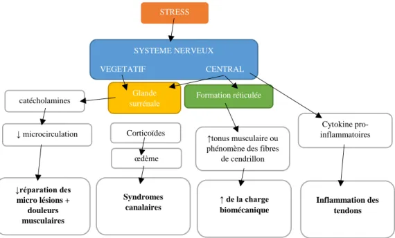 Figure 10 : Biologie du lien stress TMS [9] 