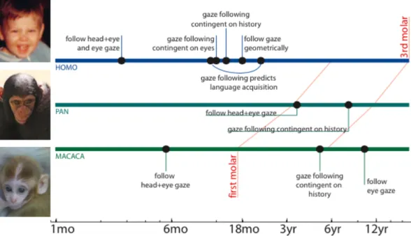 Figure   1. Ontogénèse de la capacité de suivi du regard chez les primates. Issu de Sheperd et al