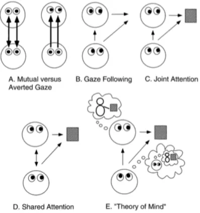 Figure 2 Description schématique des utilisations de la direction du regard en situations sociales,  de la détection du regard à la théorie de l’Esprit