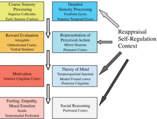 Figure  3.  Représentation  schématique  et  non  exhaustive  des  structures  cérébrales  impliquées  dans les processus cognitifs sociaux