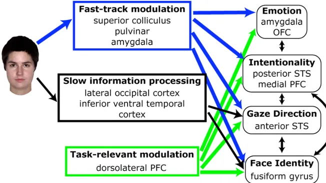 Figure 4. Illustration du modèle Fast-track modulator. Figure issue de Senju et al. 2009(176)  