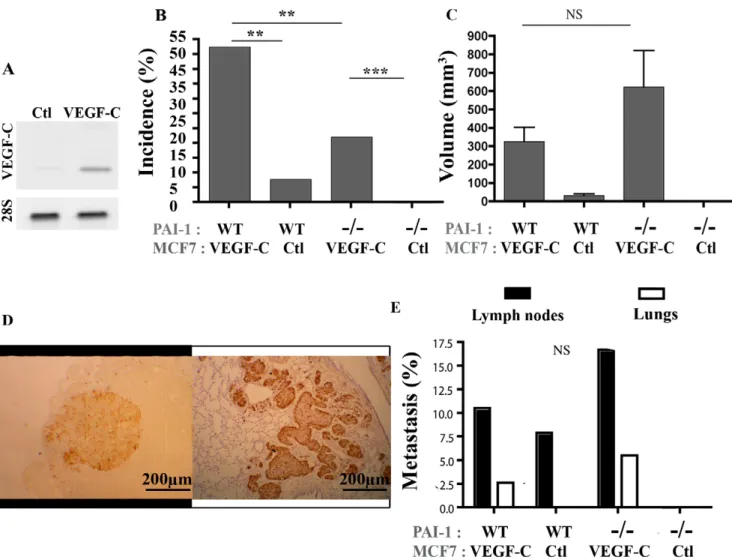 Fig. 1B) and, in PAI-1 WT mice, a tendency to a higher tumor volume (P = 0.1513; Fig. 1C) than mice inoculated with mock MCF7 cells