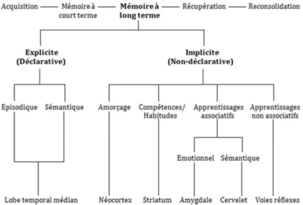 Figure 2: Les différentes mémoires et les structures cérébrales associées. (Schéma issu de Stern et  Alberini, 2013 [173])