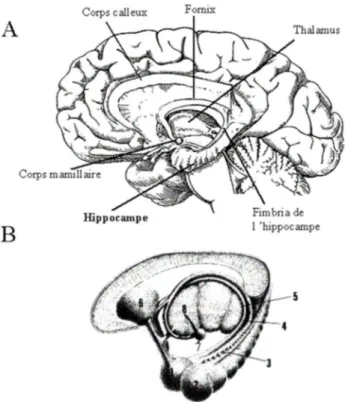 Figure  3:  A  :  Hippocampe  humain  après  ablation  de  l'hémisphère  gauche  ;  B  :  Le  système  limbique : 1.Amygdale, 2.Hippocampe, 3.Fimbria, 4.Fornix, 5.Strie terminale, 6.Septum, 7.Corps  mamillaire, 8.Thalamus