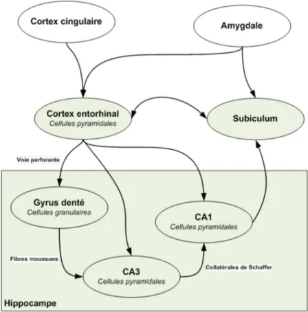 Figure 4: Modélisation du flux d'information nerveuse à travers l'hippocampe. 