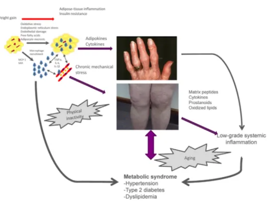 Fig. 1. Pathophysiology of osteoarthritis (OA) associated with obesity. MCP-1: monocyte chemotactic protein-1; SAA: serum amyloid A; IL-1␤: interleukin-1 beta; TNF-