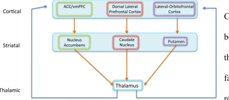 Figure 2. Illustrations des différentes  voies du circuit CTSC impliquées dans la  physiopathologie du TOC