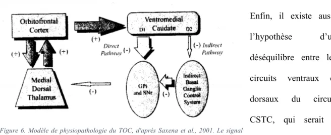 Figure  6.  Modèle  de  physiopathologie  du  TOC,  d'après  Saxena  et  al.,  2001.  Le  signal  capturé  dans  la  voie  directe  est  autoentretenu,  du  fait  du  tonus  excessif  de  cette  voie  (flèches pleines) par rapport à la voie indirecte (flèc