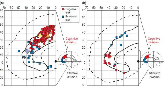 Figure  n°6 :  Activation  (a)  et  désactivation  (b)  du  CCA  au  cours  de  tâches  cognitives  et  émotionnelles (Bush et al., 2000)