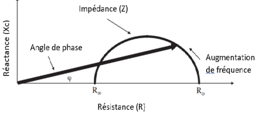 Figure 6 : Diagramme représentant l’angle de phase (AP) ; Ses relations avec la résistance (R),  la réactance (Xc), l’impédance (Z) et la fréquence du courant appliqué (8) 