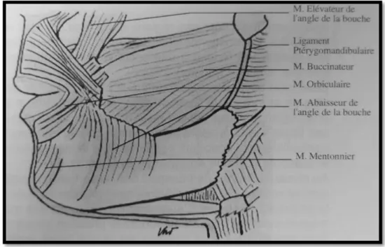 Figure 2: Vue de profil des muscles de la sangle labio-jugale(22) 