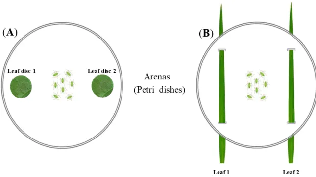 Figure 1. Experimental design for the preference bioassay for Myzus–Tobacco–Potato Leafroll Virus  (PLRV) model (A) and Rhopalosiphum–Wheat–Barley Yellow Dwarf Virus (BYDV) model (B)