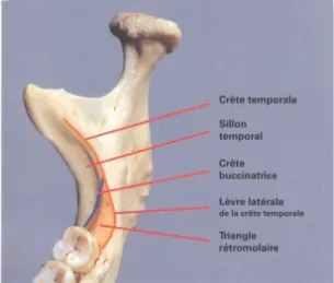 Figure 2: Situation anatomique de la troisième molaire mandibulaire en vue occlusale 