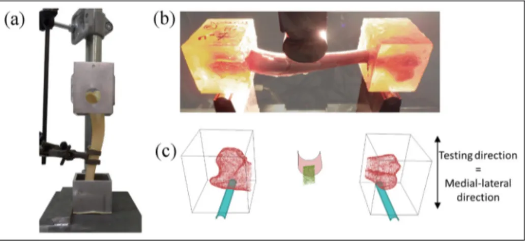Figure 1. Experimental and simulated bending test on canine humerus: (a) preparation of bone samples using a custom jig to align resin moulds, (b) bone samples embedded in resin moulds were mounted in a custom bending stand, and (c) the bending tests were 