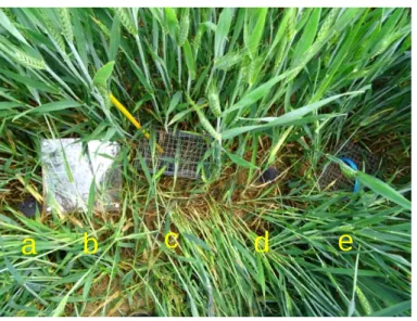 Figure 6 : Emplacement des cartes de prédation et pots Barber   sur un transect dans le cas d’une parcelle jouxtant une bande enherbée 