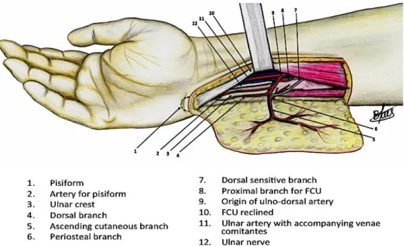 Figure 1 : Vascularisation du territoire ulnaire, illustration des artères collatérales à ligaturer (en bleu clair) pour  l’allongement du pédicule du pisiforme (point pivot = émergence de l’adu ) 