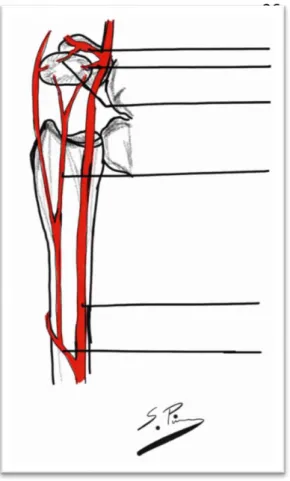 Figure 2 : pédicule du pisiforme  Figure 3 : vascularisation du pisiforme via  