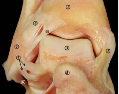 Figure  1.  Anatomie  de  l'articulation  talo-crurale  (cheville  droite  vue  de  face),  d’après  Golano  (6)