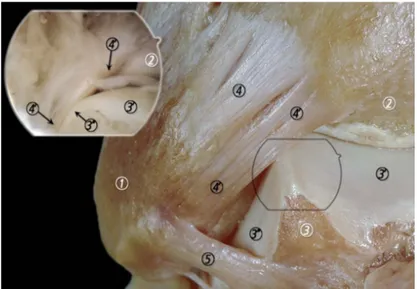 Figure 14. Corrélation anatomique et arthroscopique illustrant le contact entre le faisceau distal du LTFAI  et              le  talus,  d’après  Golano  (6)