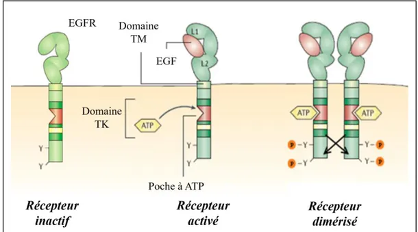 Figure 8 : Structure du récepteur de l’EGF inactif, activé par son ligand, et lors de la  dimérisation permettant l’autophosphorylation croisée  32 