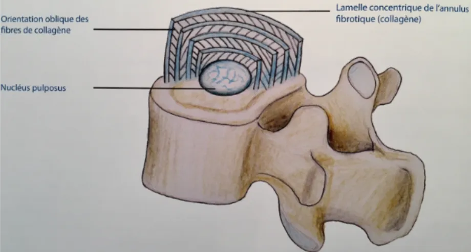 Figure 1: Structure discale macroscopique. D'après &#34;Anatomie de la colonne vertébrale&#34; Vital et al 2016 