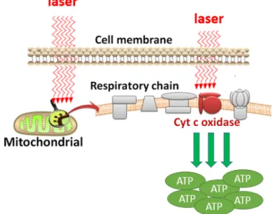 Figure 12 : Mécanisme de stimulation de la LLLT sur les mitochondries 