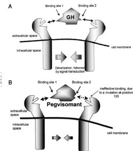 Figure  7A.  Liaison  de la GH aux sites  1 et  2 du GH-R : dimérisation et  transduction du  signal intra-cellulaire