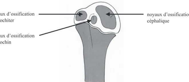 Figure 2 : Noyaux d’ossification de l’extrémité supérieure de l’humérus